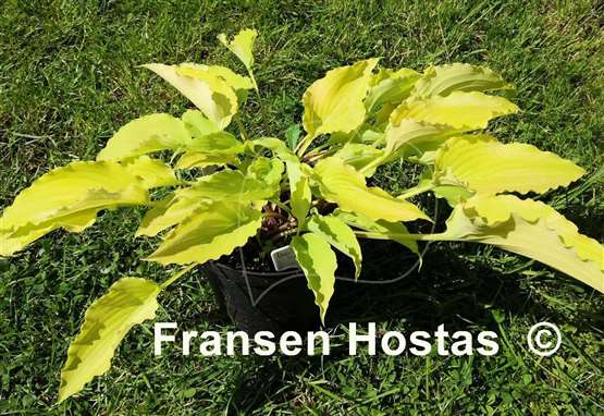 Hosta Chris' Yellow Ruffles